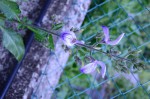 20190713 plantes 063 R.JPG