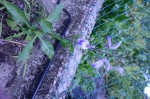 20190713 plantes 064 R.JPG