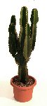 cactus__.jpg