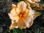 P7110003.JPG