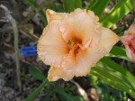 P7110006.JPG