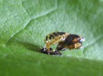 exuvie coccinelle.JPG