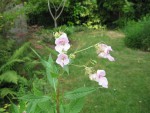 IMG_4710.jpeg