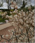 amelanchier.jpg