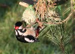 Mes oiseaux 007.jpg