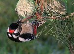 Mes oiseaux 008.jpg