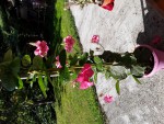 plante grimpante 2.jpg