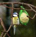 Mes oiseaux 001.jpg