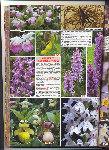 orchidées 001.jpg