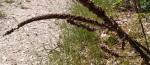 Detail2 bout de tiges.jpg