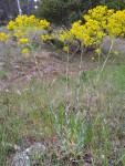 Fleurs jaun sauvag prov_20190422.jpg