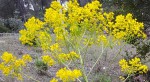 fleurs jaunes.jpg