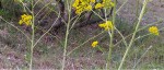 fleurs jaunes tiges.jpg