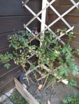 Image00003.jpg