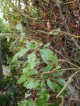 IMG_20190727_1095913.jpg