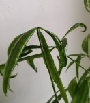 IMG_20190727_183124.jpg