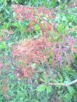 rps20190728_170501.jpg