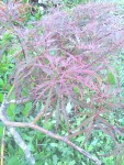 rps20190728_170531.jpg