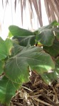 feuilles figuiers brulées 2.jpg