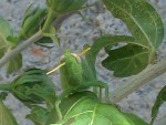Anacridium aegyptium (CRIQUET EGYPTIEN) (2).JPG
