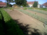 vers la fin des pommes de terre Bernadette