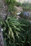 Crinum p-473.jpg
