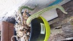 cactus1.jpg