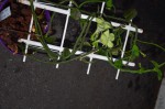 plante succulente inconnue 007 R.JPG