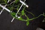 plante succulente inconnue 008 R.JPG