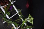 plante succulente inconnue 009 R.JPG