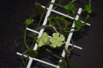 plante succulente inconnue 010 R.JPG