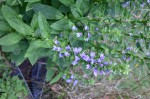 20190718-20190725 enfants 151 R.JPG