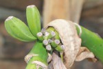Musa b-fruits-478.JPG