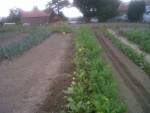 IMG04506-20190803-1651.jpg (155.68 Kio) Consulté 4105 fois après arrachage oignon semé ,bêchage bordure de betterave rouge