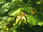 Noisettes ravagées