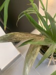 123705E0-872B-4E99-9CF0-A8BD82CB3B35.jpeg