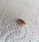 Quel est cet insecte ?!