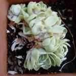 Echeveria.2019.8.5.jpg