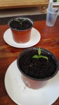 thumbnail_IMG_20190807_182448.jpg