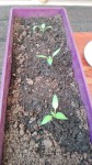 thumbnail_IMG_20190807_182438.jpg