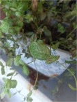 menthe1.jpg