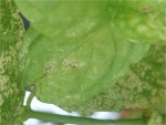 menthe3.jpg