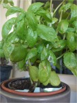 basilic1.jpg
