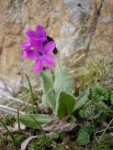 Primula turkestanica Almaty.jpg