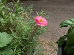 Fleur.JPG