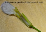 2019 08 11 fleur éclatée F6968.jpg