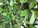 Grimpante Invasive photo 1