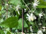 Grimpante Invasive photo 3