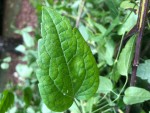 Grimpante invasive photo 2