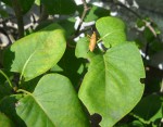 DSCN4580.JPG